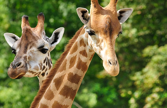 giraffe from San Diego Zoo Safari Park special at Bahia Hotel