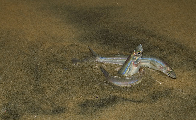 Summer bucket list: Grunion run California