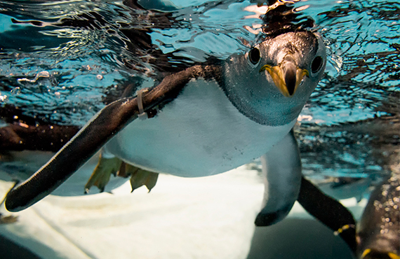 Seaworld Package