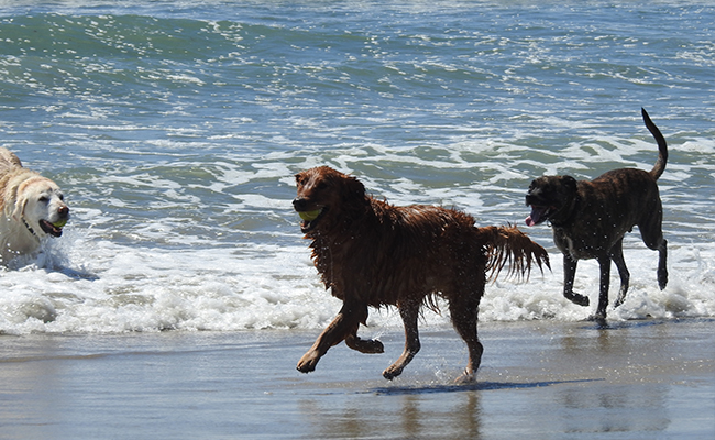 Dogs playing on dog beach San Diego