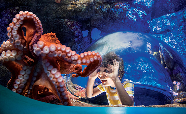 Young boy experiencing an encounter with an octopus at SeaWorld