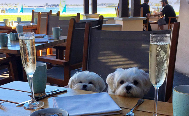 Pet Friendly Yappy Hour at Moray's Mission Bay
