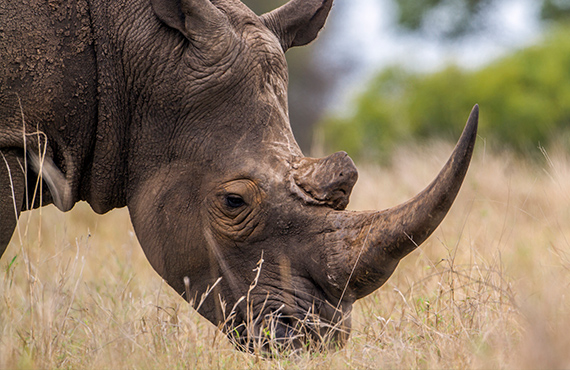 Rhinoceros close up from the San Diego Zoo