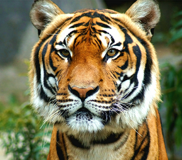 Tiger at the San Diego Zoo