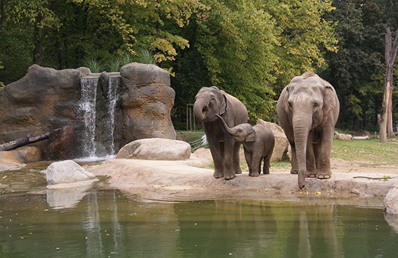 Elephants at the San Diego Safari Park