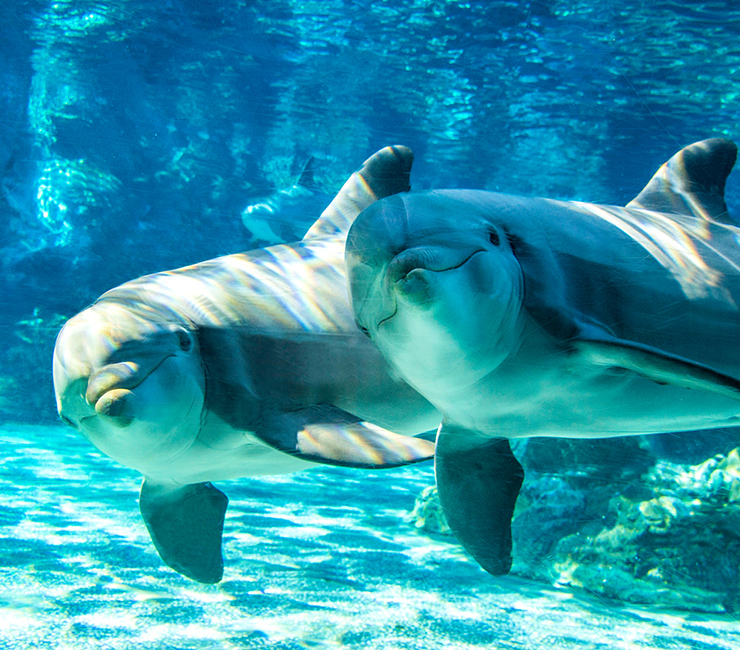 SeaWorld San Diego