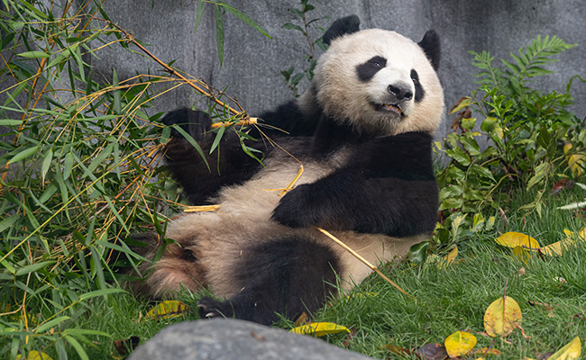 Panda in its enclosure at the San Diego Zoo