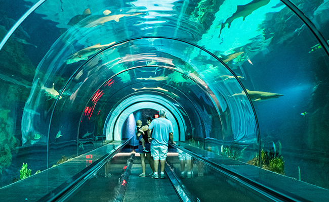 Family walking through tunnel in the live shark tank exhibit at SeaWorld.