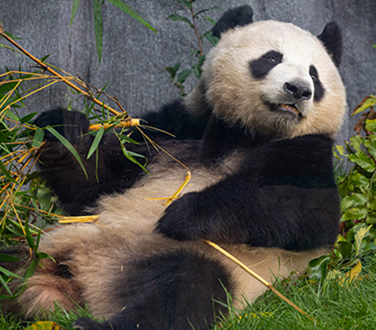 Up-close with panda bear at the San Diego Zoo