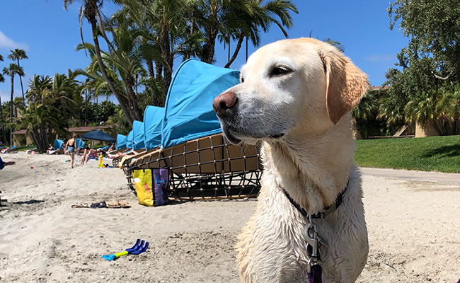 Dog enjoying our Dog Friendly Resort in San Diego