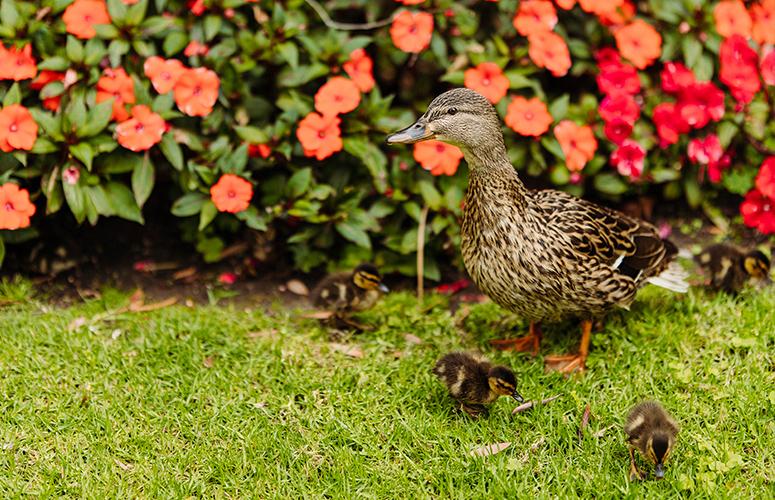 Duck and ducklings walking in the gardens at Bahia Resort Hotel